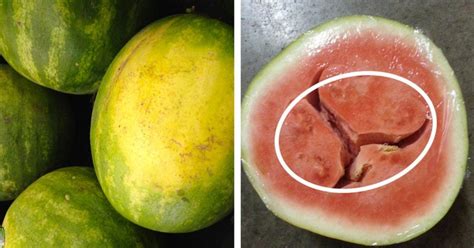 How to pick a watermelon. How to Pick a Juicy, Delicious and Nutrient-Packed ...