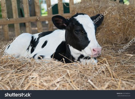 Calf Laying Down Straw Dairy Farm Stock Photo 207300541