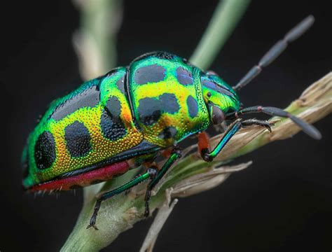 Jewel Beetle - A-Z Animals