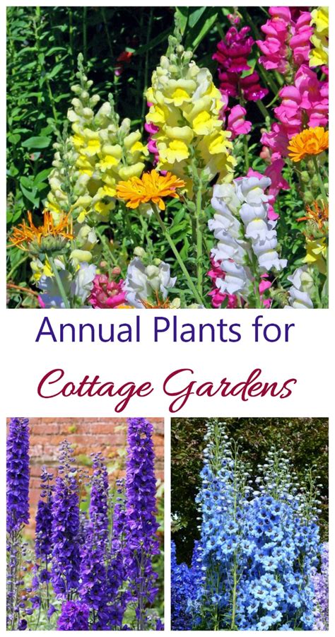Cottage Garden Plants Perennials Annuals And Bulbs For Cottage Gardens