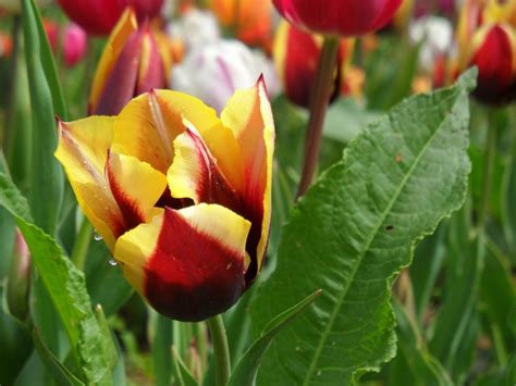 Il tulipano bio nasce a Scandicci