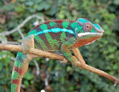 How Chameleons Change Color By Changing Nanocrystal Patterns Inside