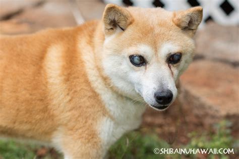 ɕiba inɯ) is a breed of hunting dog from japan. Shiba Inu wallpaper | 2000x1333 | #59047