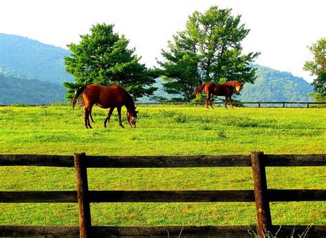 5 Safety Tips To Put To Use In Your Horses Pasture Horses Horse