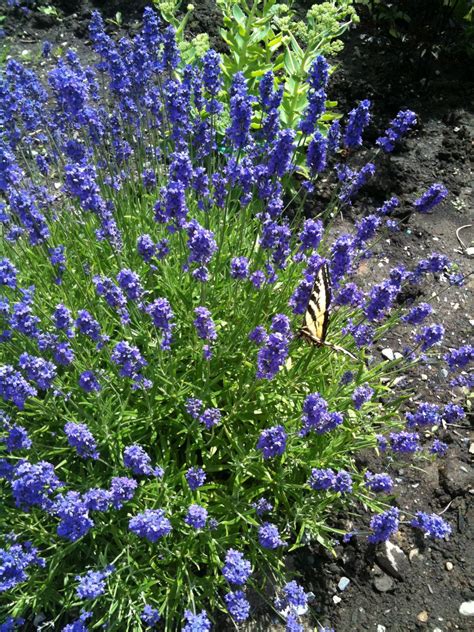 my lovely lavender | Lovely lavender, Plants, Lovely