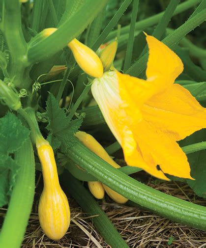 Growing Yellow Summer Squash Sowing Culture And Harvest Johnnys