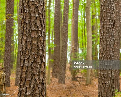 Loblolly Pine Forest Stock Photo Download Image Now Beauty In
