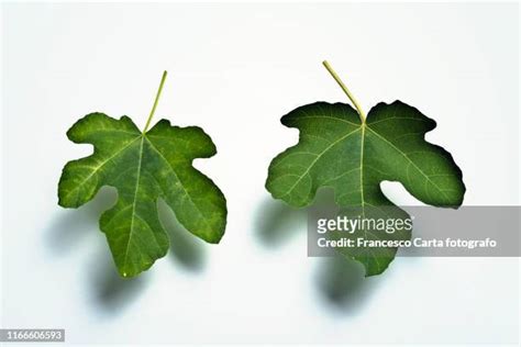 A Fig Leaf For Eve Photos And Premium High Res Pictures Getty Images