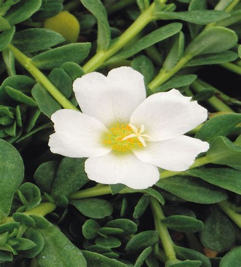 Shop from the world's largest selection and best deals for white moss rose royal albert porcelain & china. Table (Moss) Rose - White | TheGreenyard.in