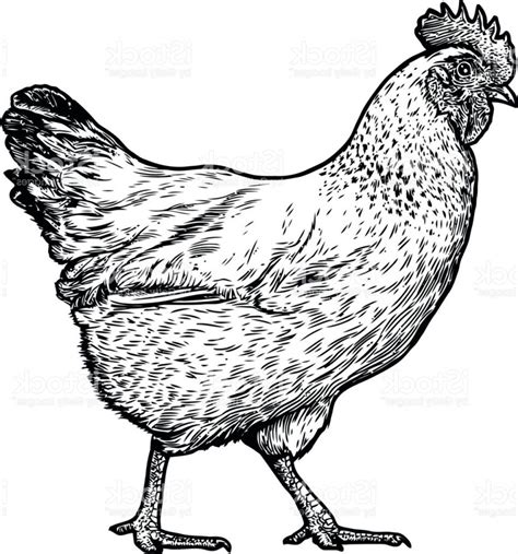 25 Chicken Clipart Black And White Free You Should Have It