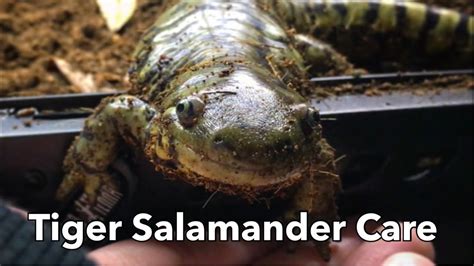 Everything You Need To Know About Tiger Salamander Care Youtube