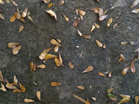 Brown Dry Leaf On Dirty Old Concrete For Background Stock Photo Image