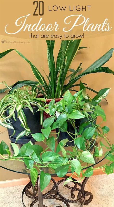 Low Light Indoor Plant List 20 Houseplants That Are Easy To Grow