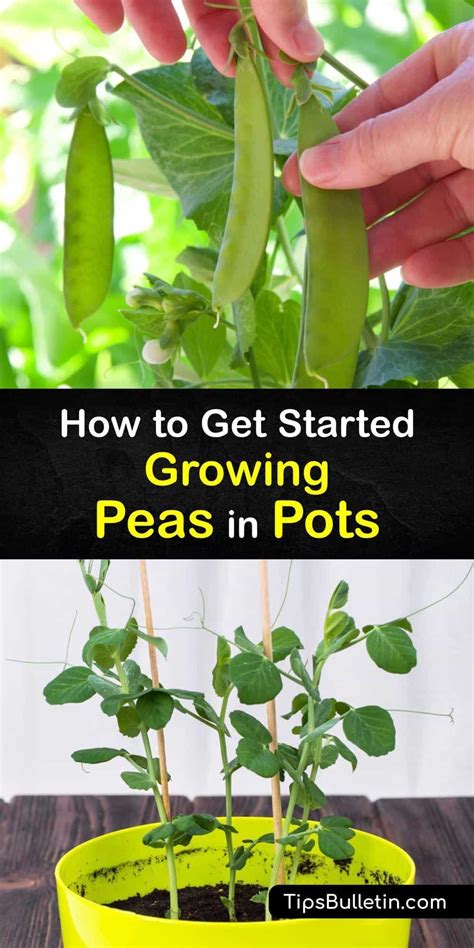 How To Get Started Growing Peas In Pots Growing Peas Growing Fruit