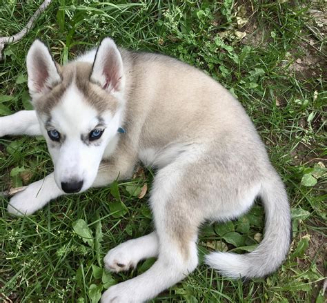 Will My Puppy Be Wolf Grey Do Puppies Of This Color Usually Get