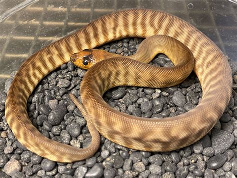Available Woma Pythons At Aar