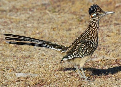 31 Best Roadrunner Friend To The Lost Images On Pinterest Beautiful