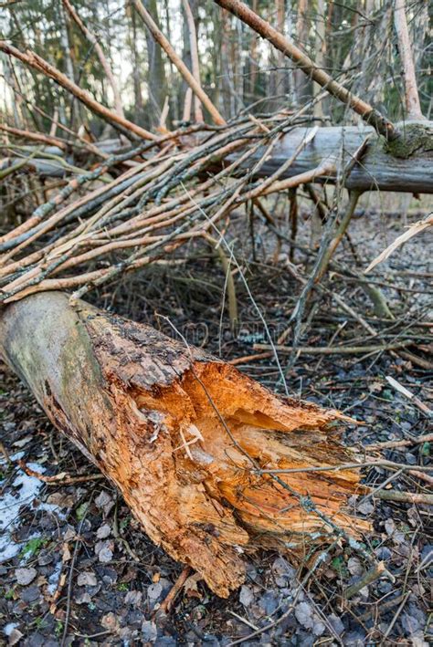 Rotten Tree Stock Photo Image Of Line Damage Nature 188274576