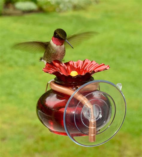 How To Fill A Hummingbird Feeder Keep Healthy