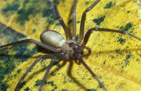 Brown Recluse Spiders Rare In Massachusetts