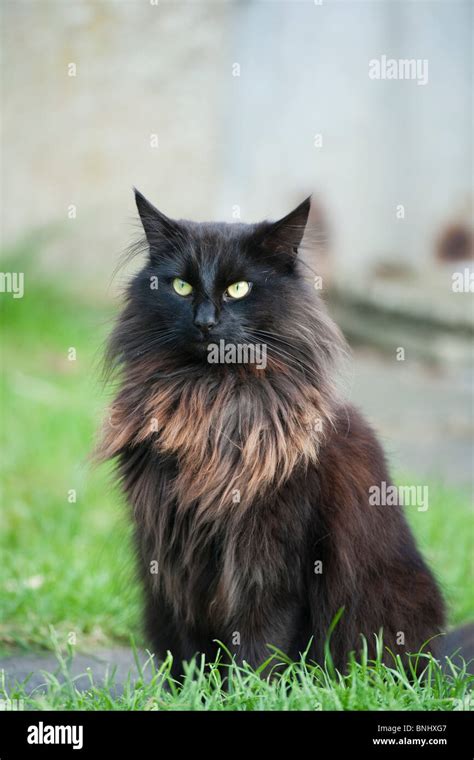 Long Haired Black Cat Hi Res Stock Photography And Images Alamy