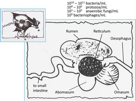 The rumen is the first chamber in the digestive system of ruminant