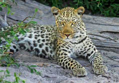 Free Images Nature Wilderness Wildlife Zoo Africa National Park