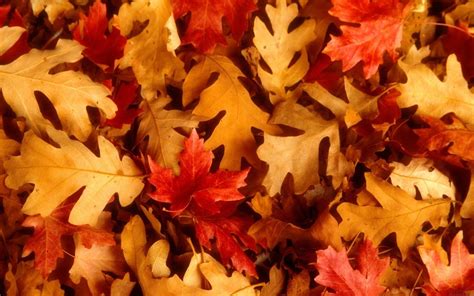 Fall Leaf Background ·① Wallpapertag