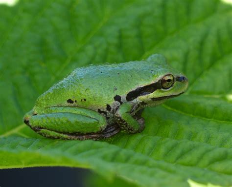 Color Variations And Diversity In Pacific Tree Frogs Pseudacris