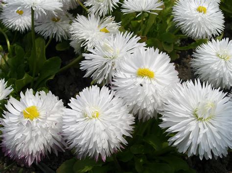 Wallpaper Daisies Flowers White Green Close Up 1920x1440