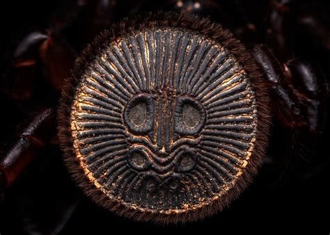 Cyclocosmia Latusicosta Chinese Hourglass Spider
