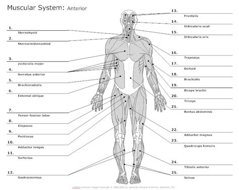 Anatomy Chart Typical Uses For Anatomy Charts