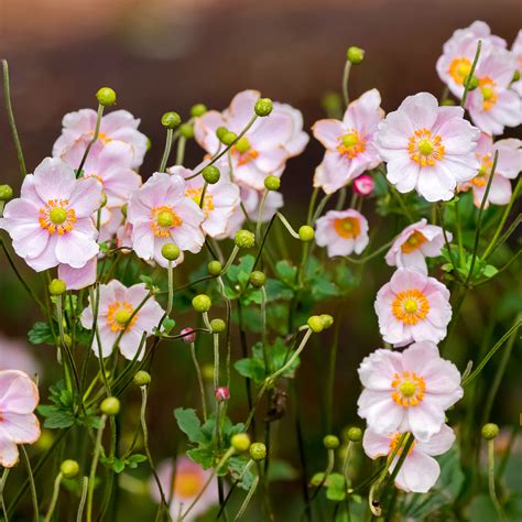 Dry Shade Plants 15 Of The Best Perennials And Shrubs For Dry Shade