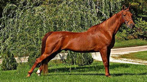 unique  versatile american saddlebred horse horse spirit