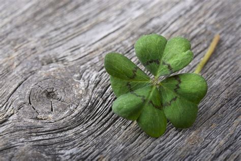 Browse 169 hand holding four leaf clover stock photos and images available, or start a new search to explore more stock photos and images. Why Are Four-Leaf Clovers So Hard To Find? | Wonderopolis