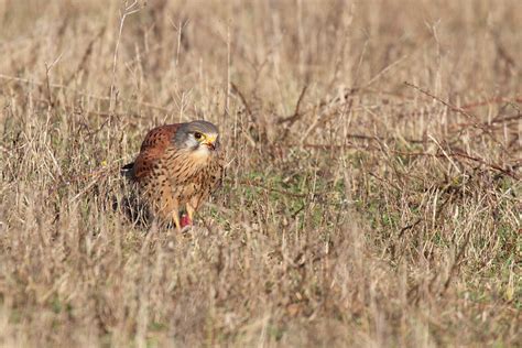 Kestrel Feeding Everything Is Permuted Stay Home Save Lives