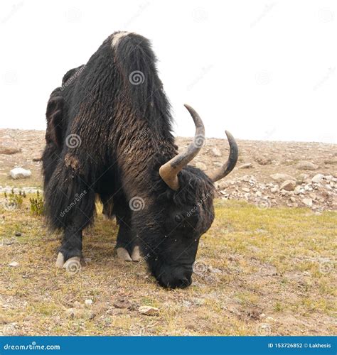 Wild Yak In Himalaya Mountains India Ladakh Stock Photo Image Of