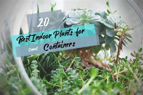 Keep the pots moist by placing water in the tray until you see the peat pots are totally. The Best Indoor Plants to Grow in Small Pots or Containers ...