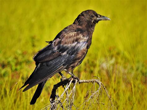 American Crow An American Crow Corvus Brachyrhynchos Il Flickr