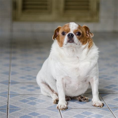 The apop calls this a fat pet gap, in which a chubby dog is identified as normal. Is My Dog Fat? How to Tell.