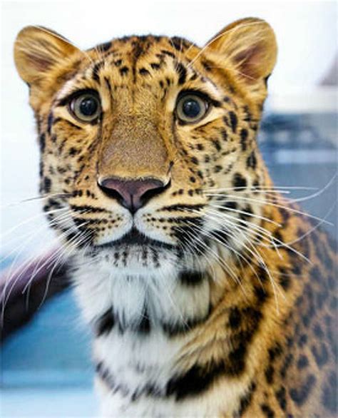 Rare Amur Leopard Exhibit Opens At Cts Beardsley Zoo