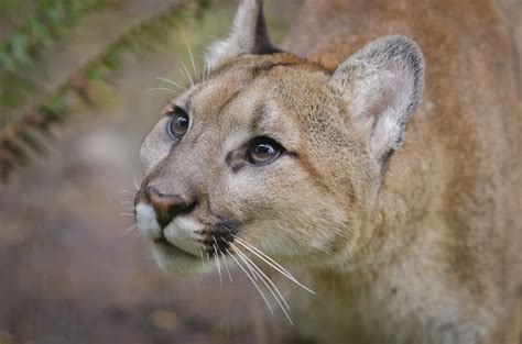 Cougar Oregon Zoo