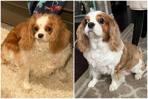 Dog Used For Breeding Puppies Reveals Incredible Weight Loss Transformation