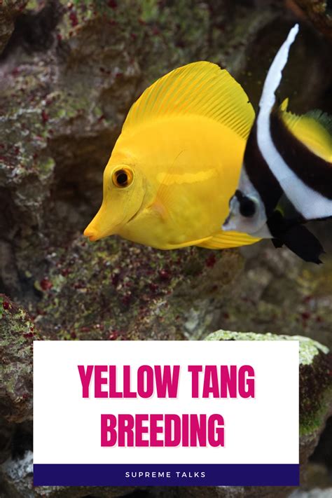Yellow Tang Care And Breeding Aquarium Fish Fish Marine Aquarium Fish