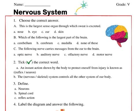 Nervous System Worksheet For Class 5