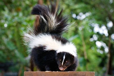 Getting Rid Of Skunks And Skunk Smell Safebee