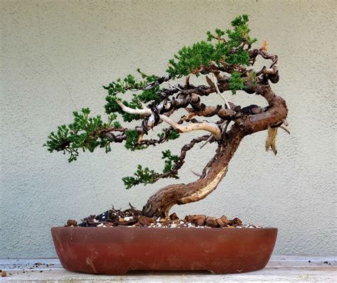 Picture 6 I Re Potted My Juniper Bonsai Windswept Style 012020