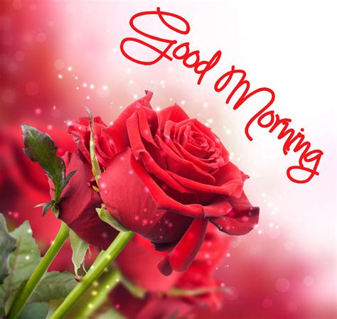 Good Morning Images With Rose Flowers In High Resolution Good Morning