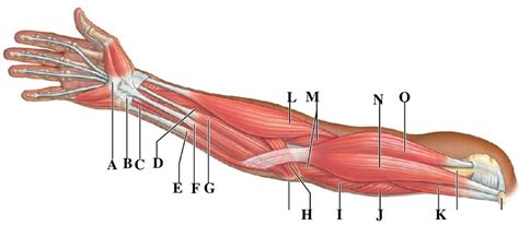 Arm Muscles Diagram Quizlet