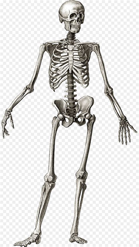 Esqueleto Humano Anatomia Osso Png Transparente Gr Tis